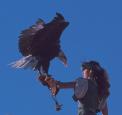 aigle fidele